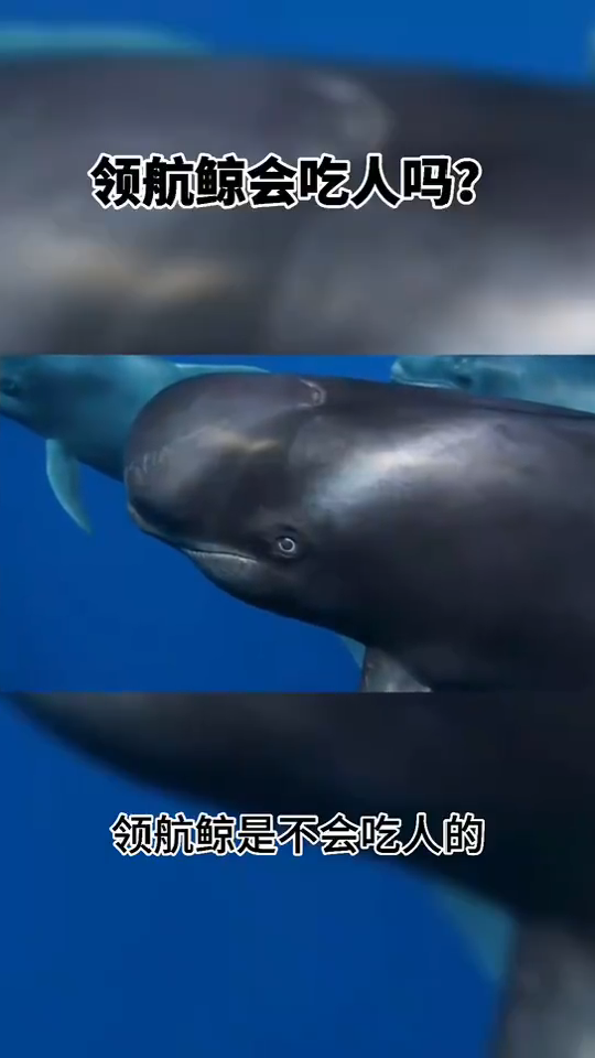 领航鲸会吃人吗?