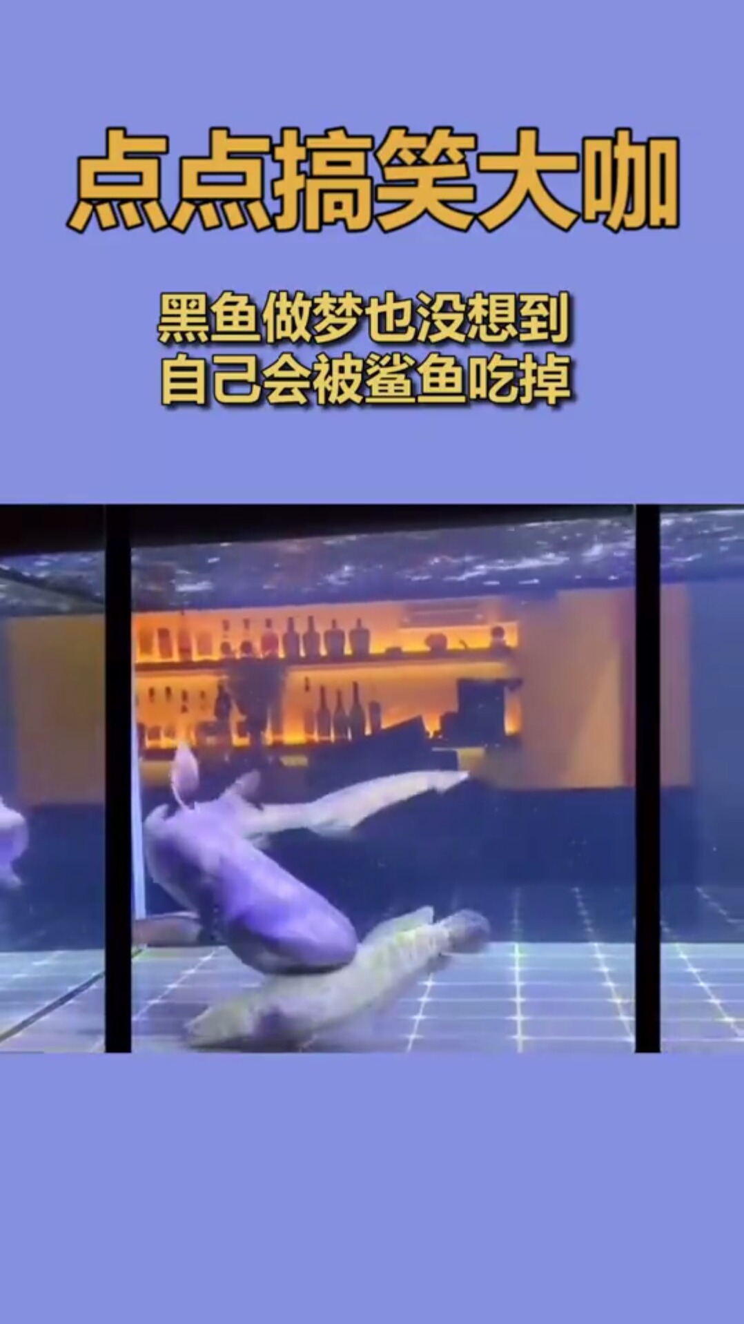 黑鱼做梦也没想到,自己会被鲨鱼吃掉