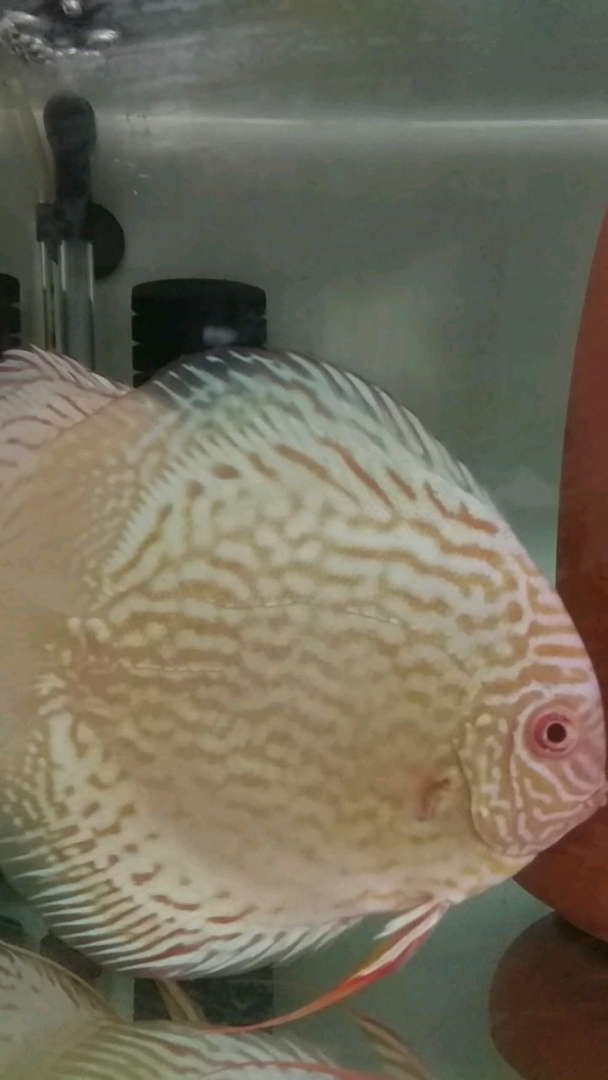 白化鸽子