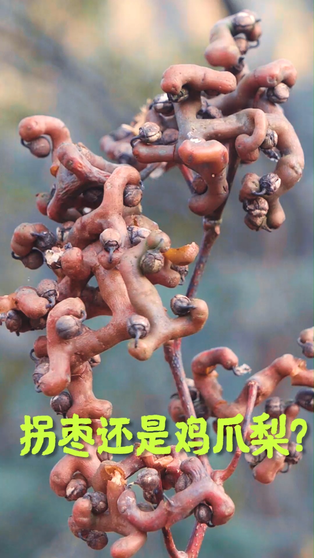 #美食#农村冬天来了，捡拐枣来泡酒最合适，几分钟捡十几斤拐枣