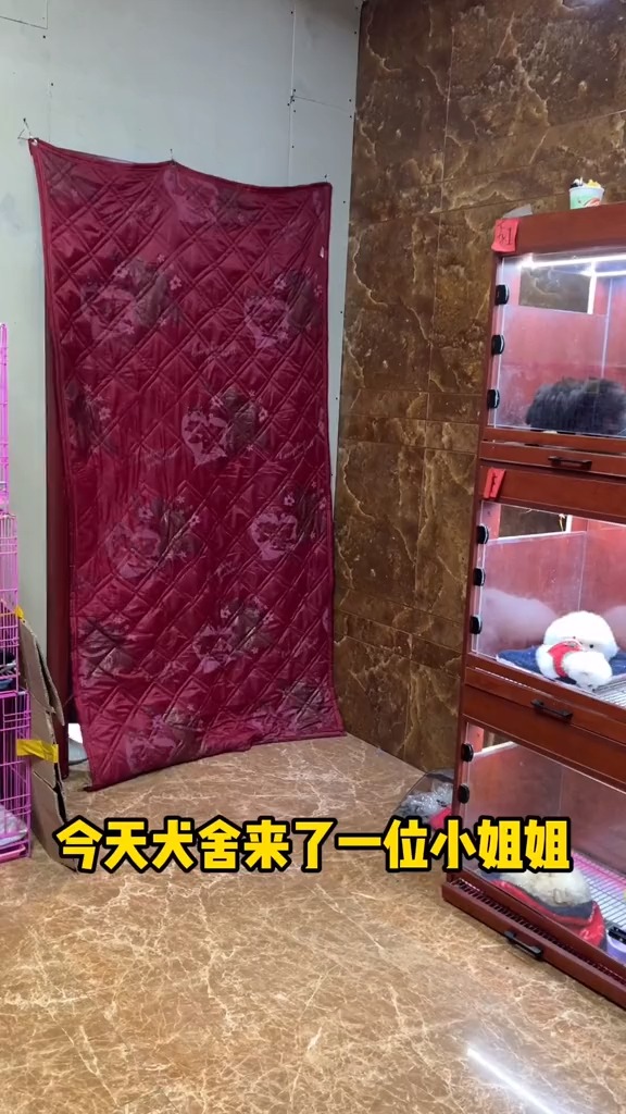 #宠物最可爱的样子#小姐姐说小可爱竟然还会歪头杀,真是捡到宝了～