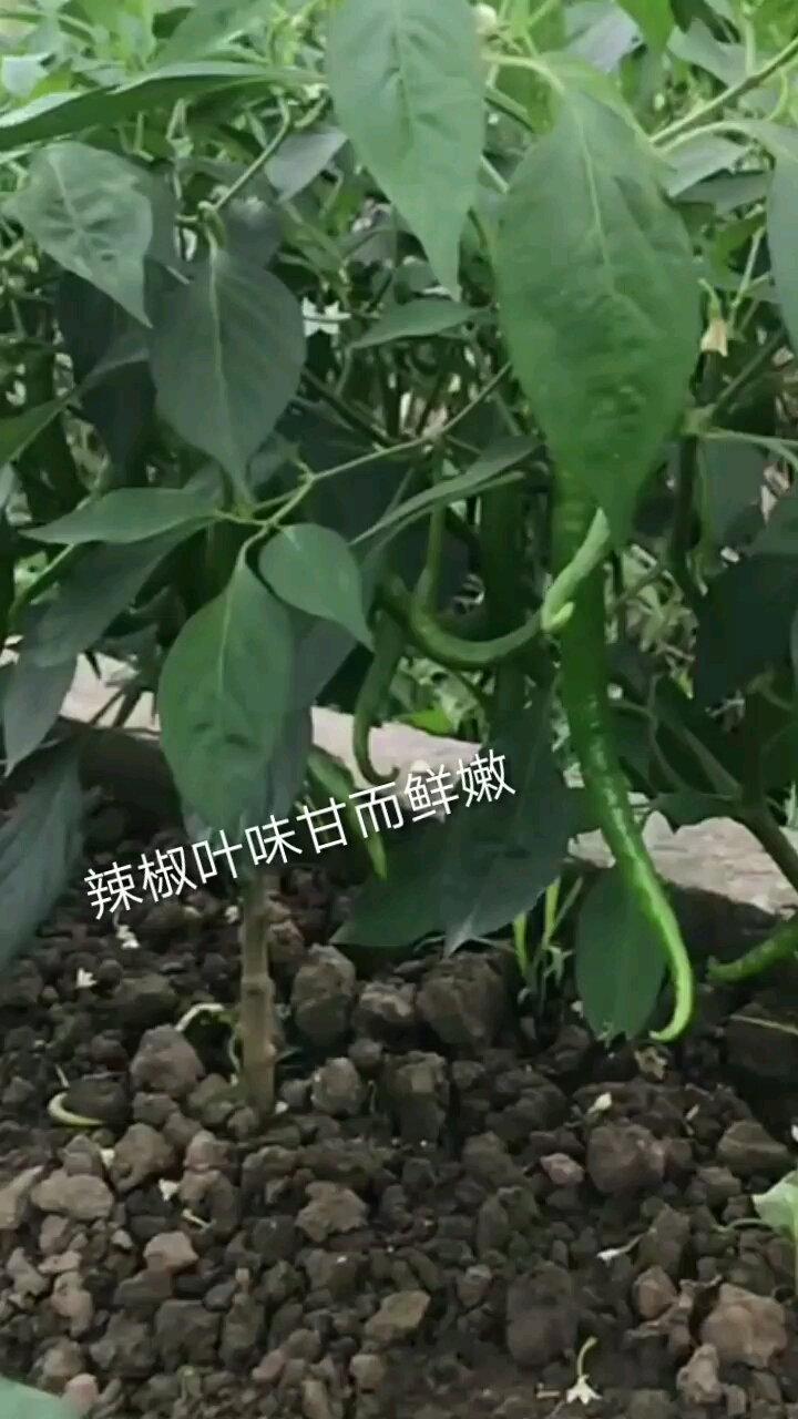 原来辣椒叶还有这么多用途,以前都白白浪费了