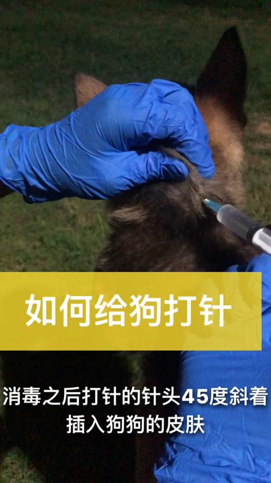 如何给狗狗打针#狗 #宠物 #训犬 #萌宠
