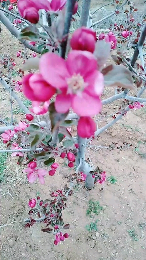 红肉苹果开花了,熟了有要的和我联系。
