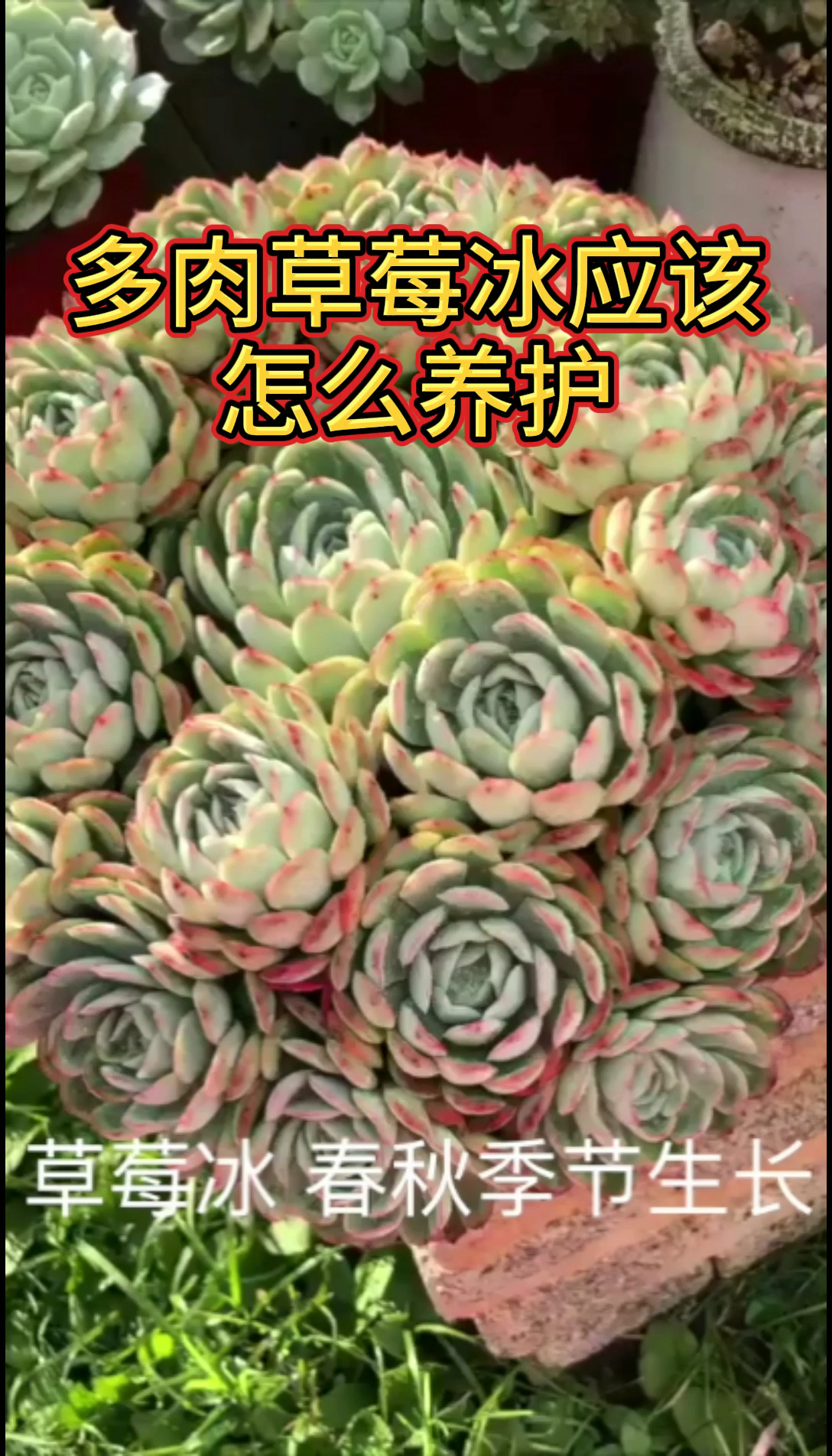 多肉植物草莓冰应该怎么养护?