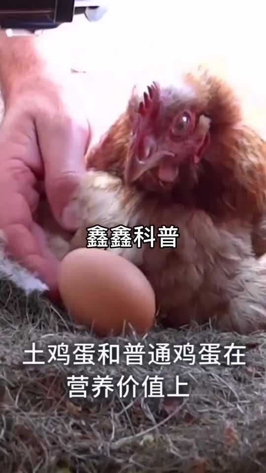 土鸡蛋真的比普通鸡蛋,更有营养价值吗