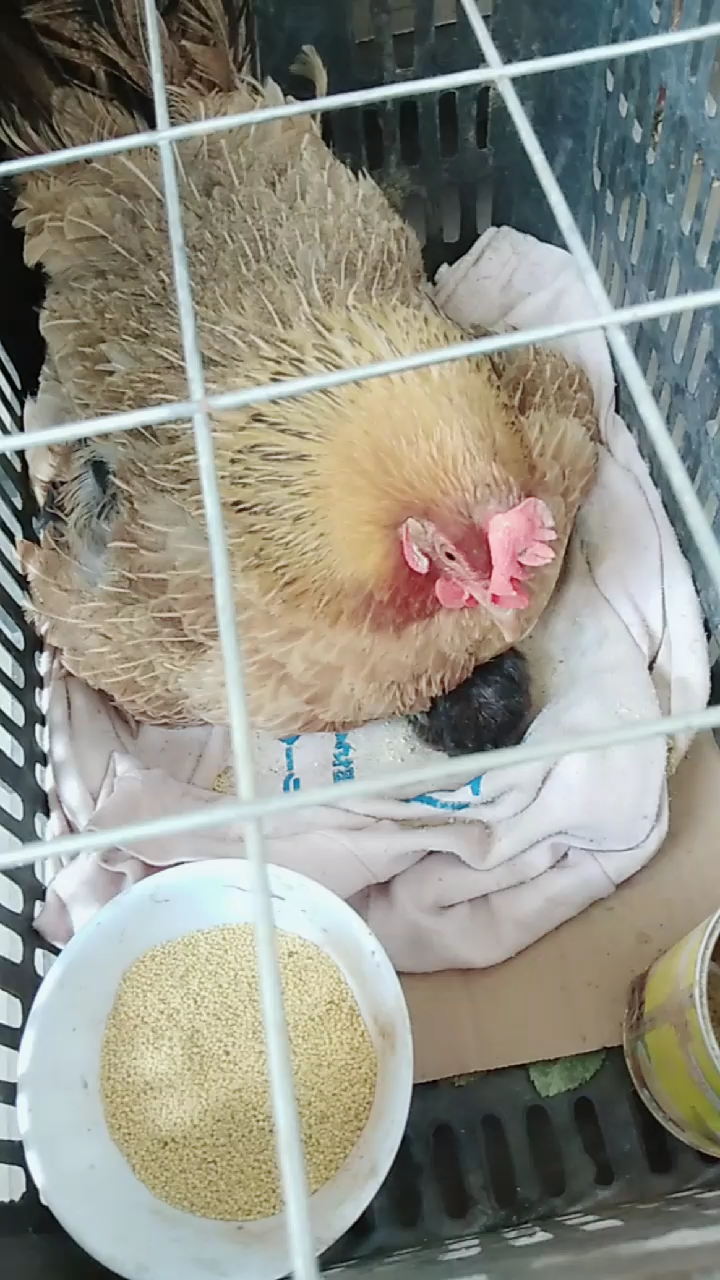 猜猜黑黑的小东西这是什么!