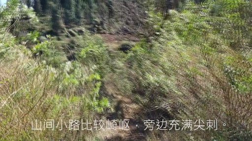 “龙爪菜”你吃过吗?