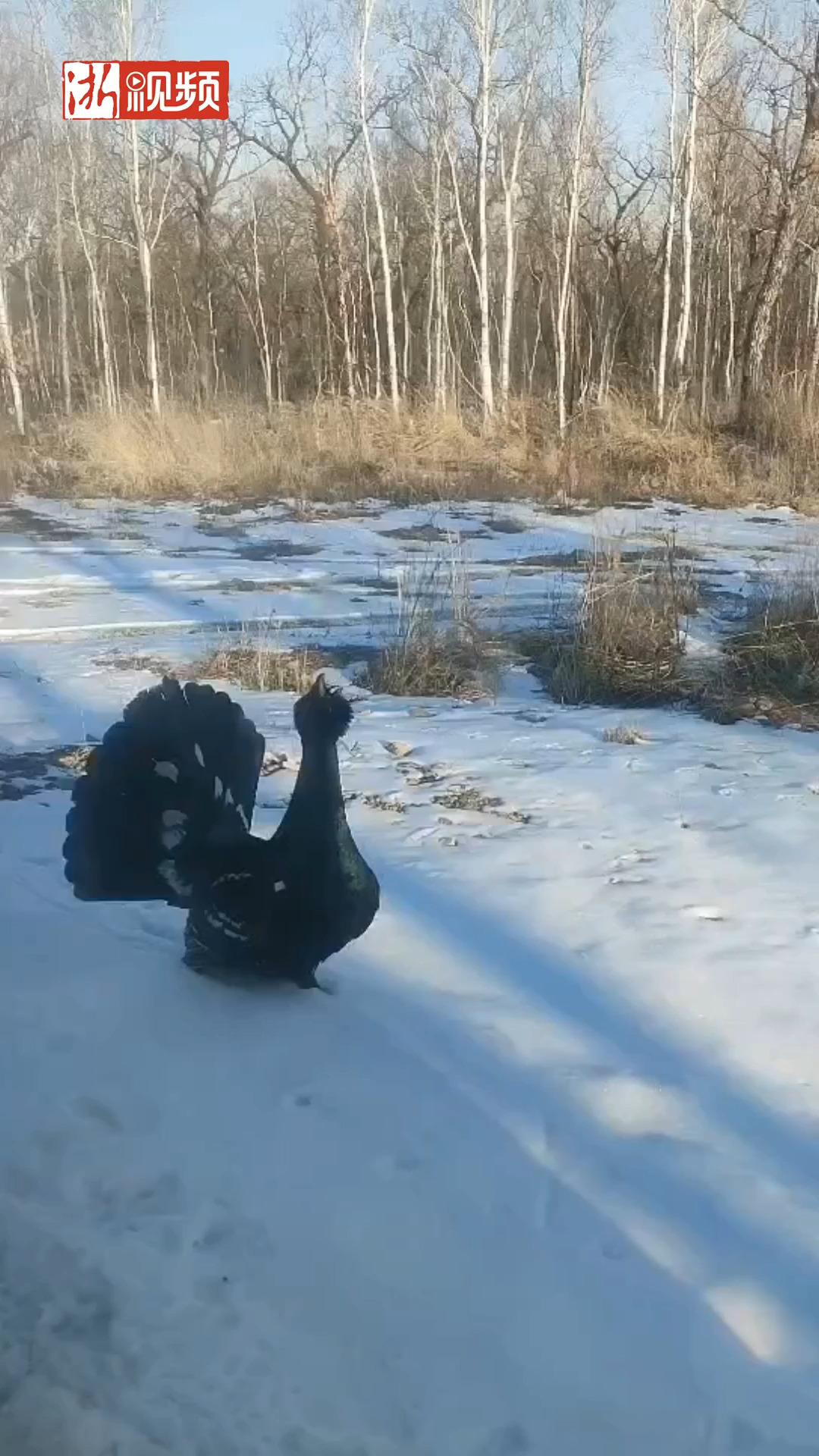 尾巴像孔雀开屏 叫声“嘎嘎”的鸡你有见过吗?