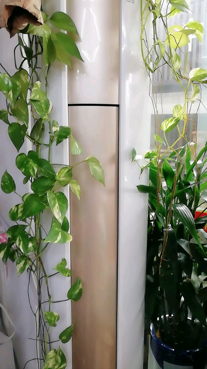 墙角不容忽视的空间,手绘陶瓷鱼缸,养了五年的绿萝,高升的富贵竹,转运竹,全是绿色