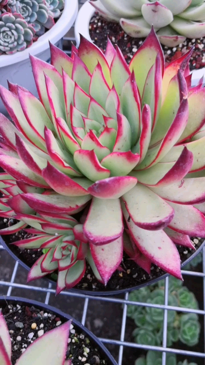 #我的多肉#快来感受一下吉赛尔的仙气,这样的极致粉红色让人看了很心动!