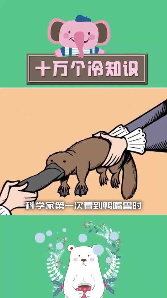 这样的鸭嘴兽你见过吗