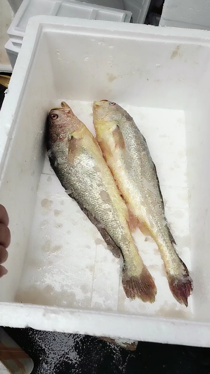 大陈黄鱼 