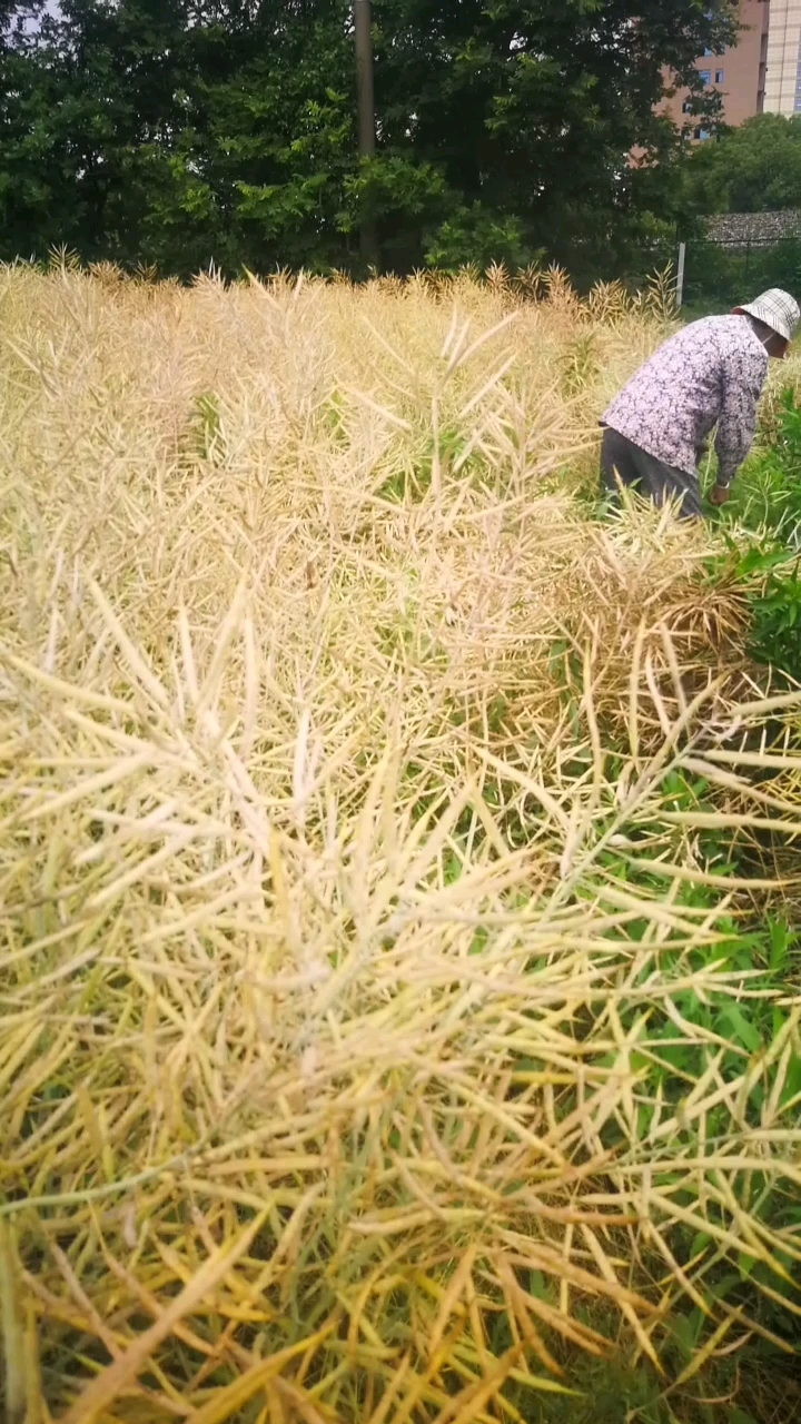 又是一年一季收割油菜的季节,今年油菜又丰收一份耕耘一份收获!