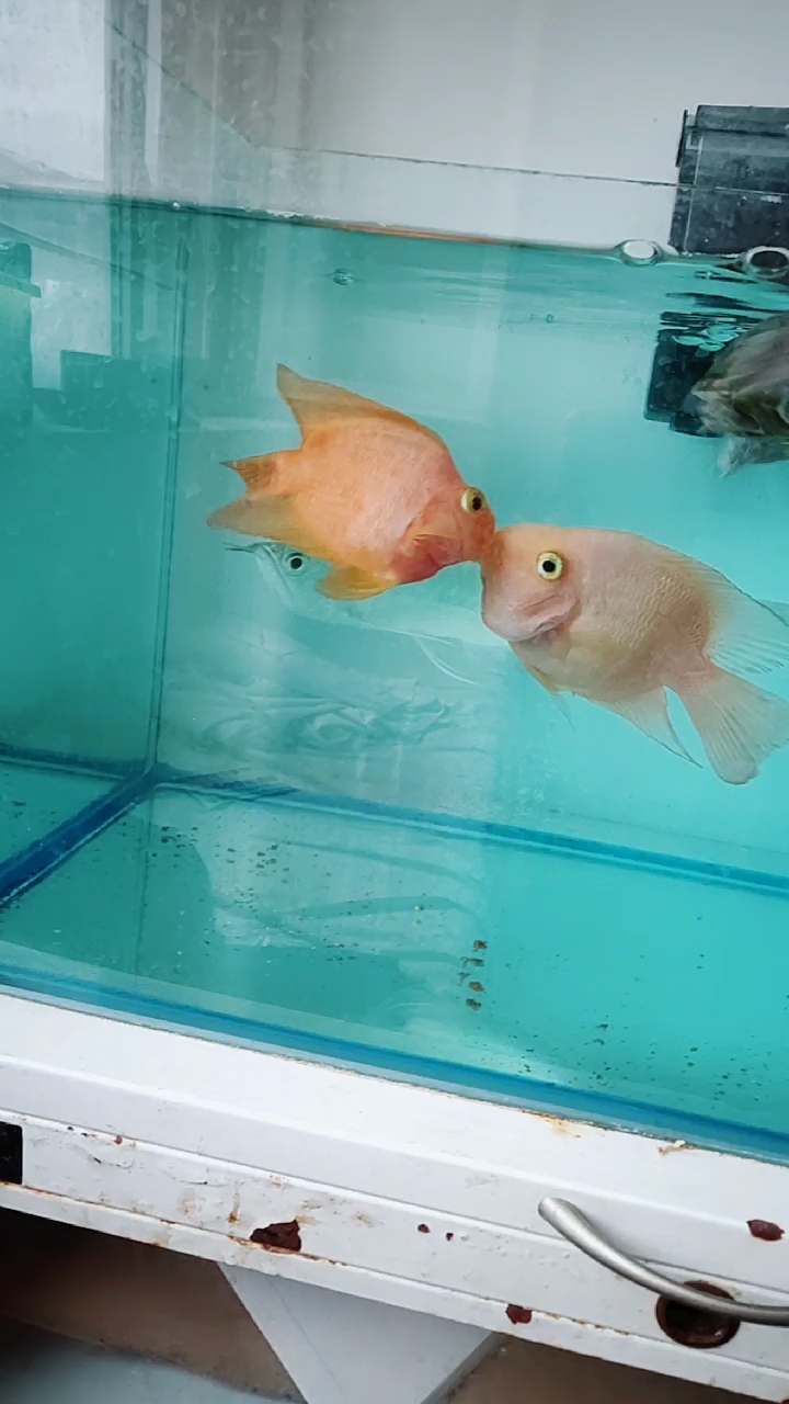 接吻鱼