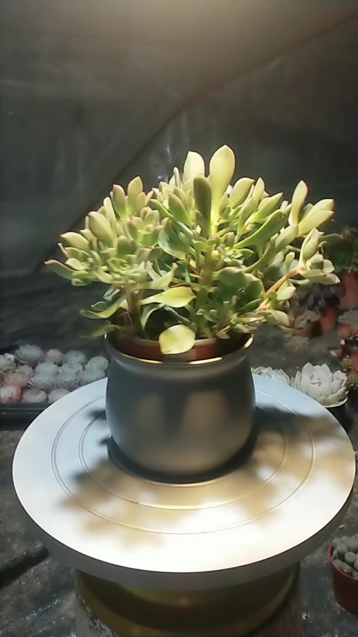 #节前VS节后#红缘莲花掌:墨西哥血统,喜阳光,耐半阴,不耐寒,耐干旱,怕积水,忌烈日!