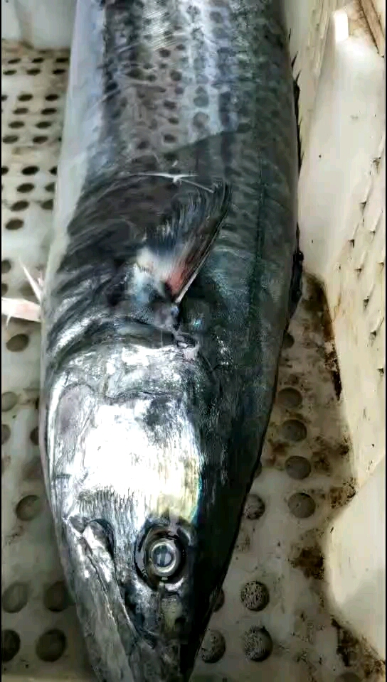 看看这鲅鱼怎么样?