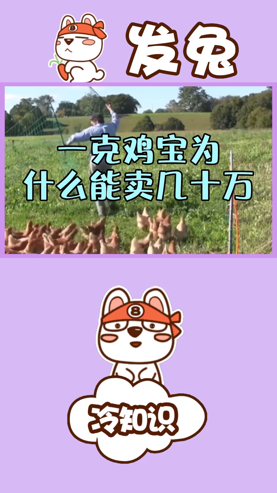 一克鸡宝为什么能卖几十万?