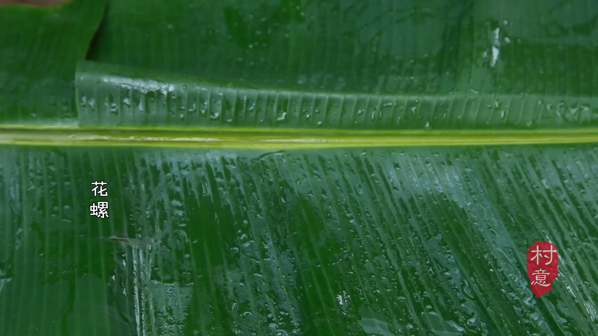 白灼花螺虽好吃,却不及盐焗来得香,好吃到停不下来