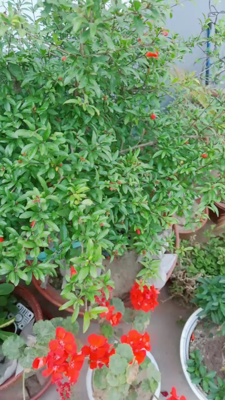 养的小花草