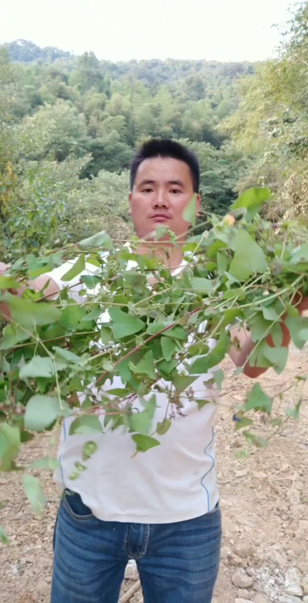 #认识中草药#植物杠板归,别称蛇倒退
