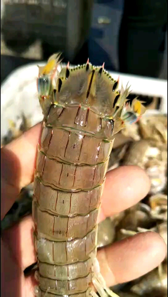 分享视频
