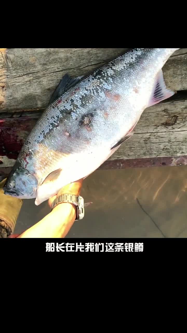 新鲜的银鳟鱼鱼子,粒粒通透,吃货们根本顶不住啊!
