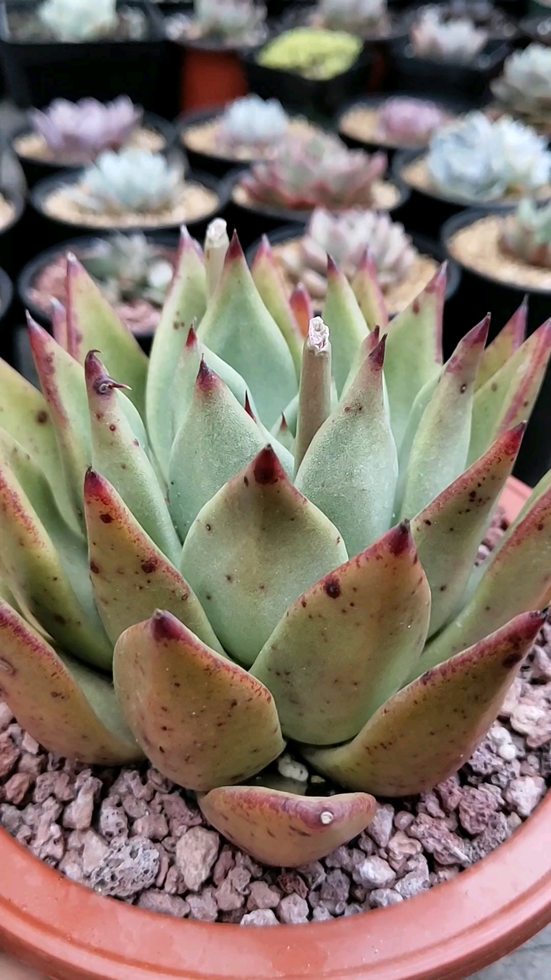 #你笑起来像极了春天#口红杂也是多肉东云系列的一个品种