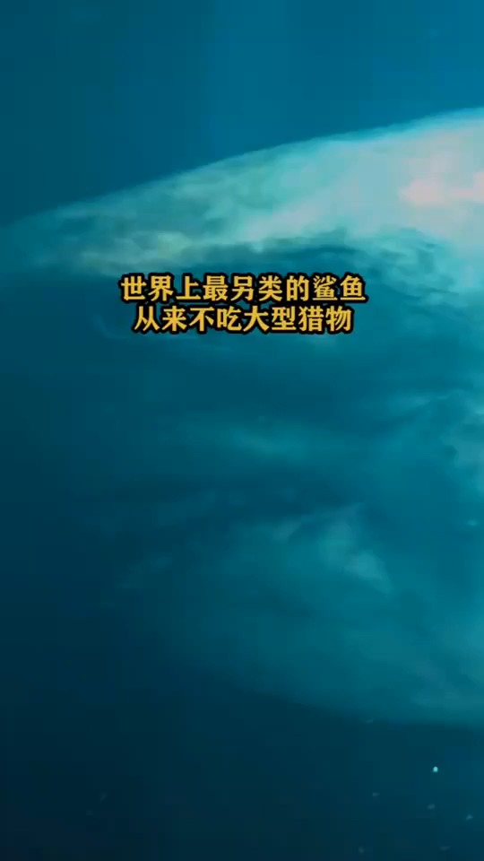 #搞笑视频#世界上最另类的鲨鱼
