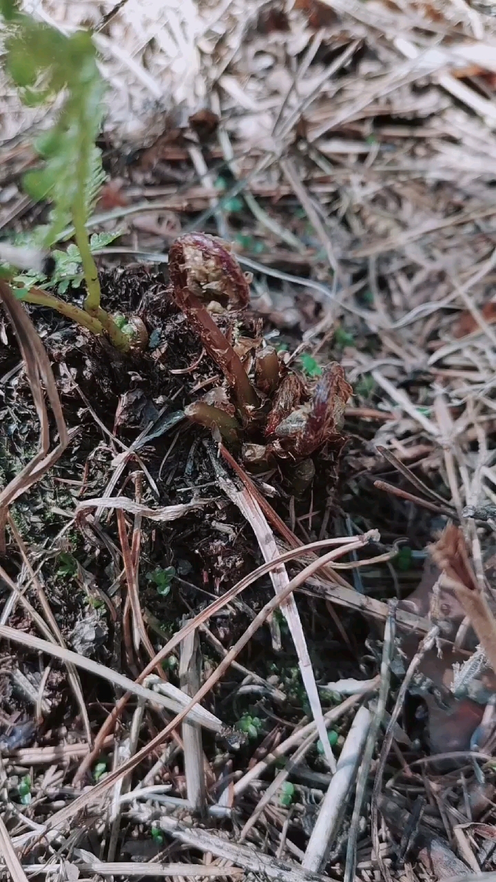 #进山#”猴腿”在我们这儿是一种野菜一种食用价值比较高的野菜学名叫做“猴腿蹄盖蕨”