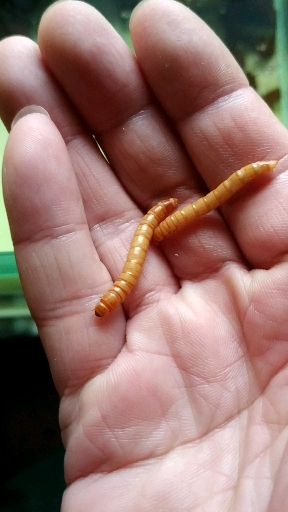 #昆虫世界#两条面包，营养丰富，高蛋白，嘎嘣脆