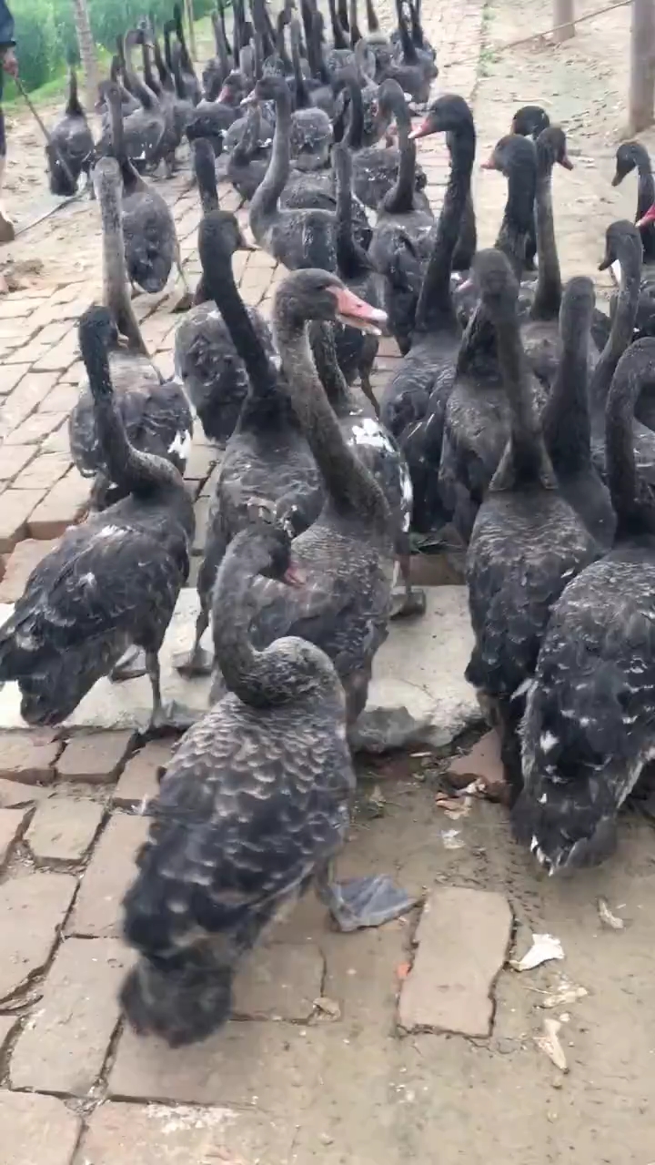 黑天鹅  还是黑鸭子!看清楚了吗?