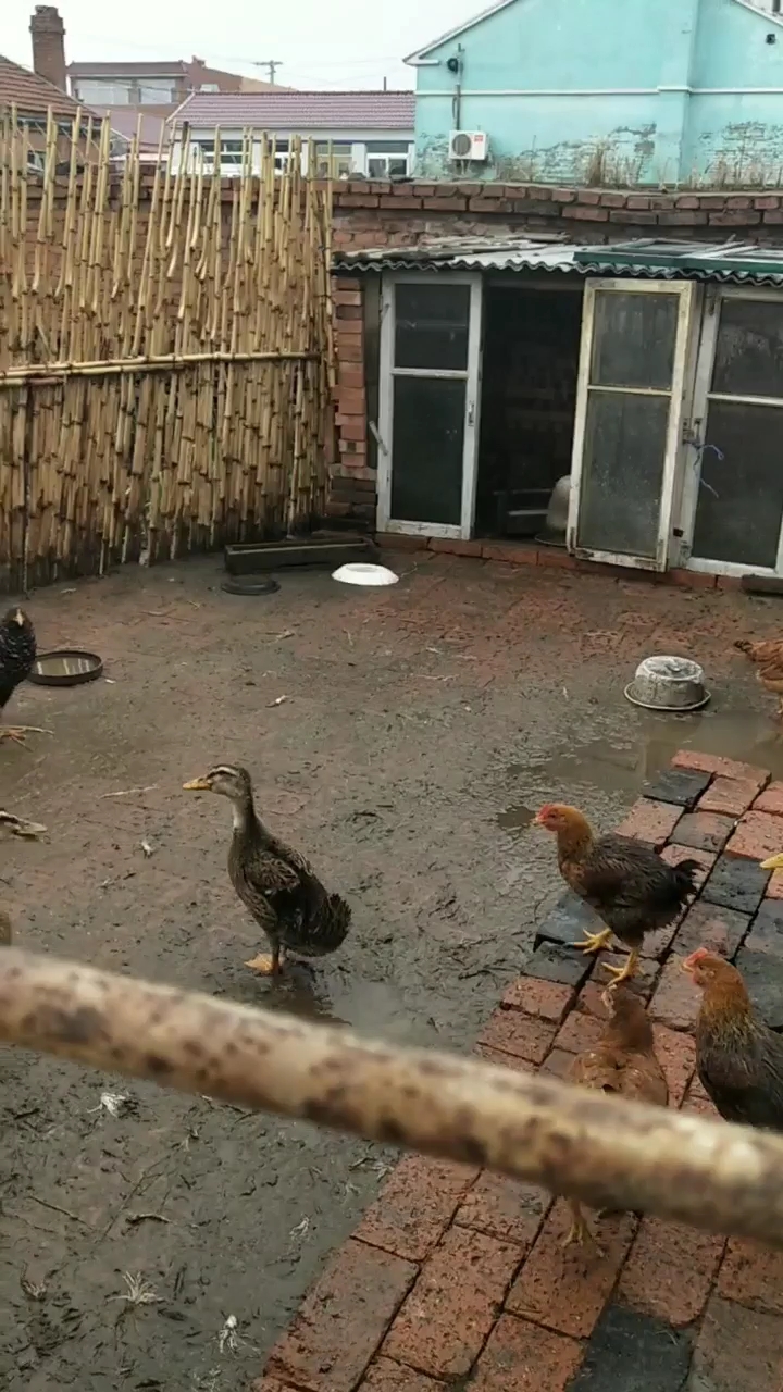 我自己家养几只鸡还有鸭