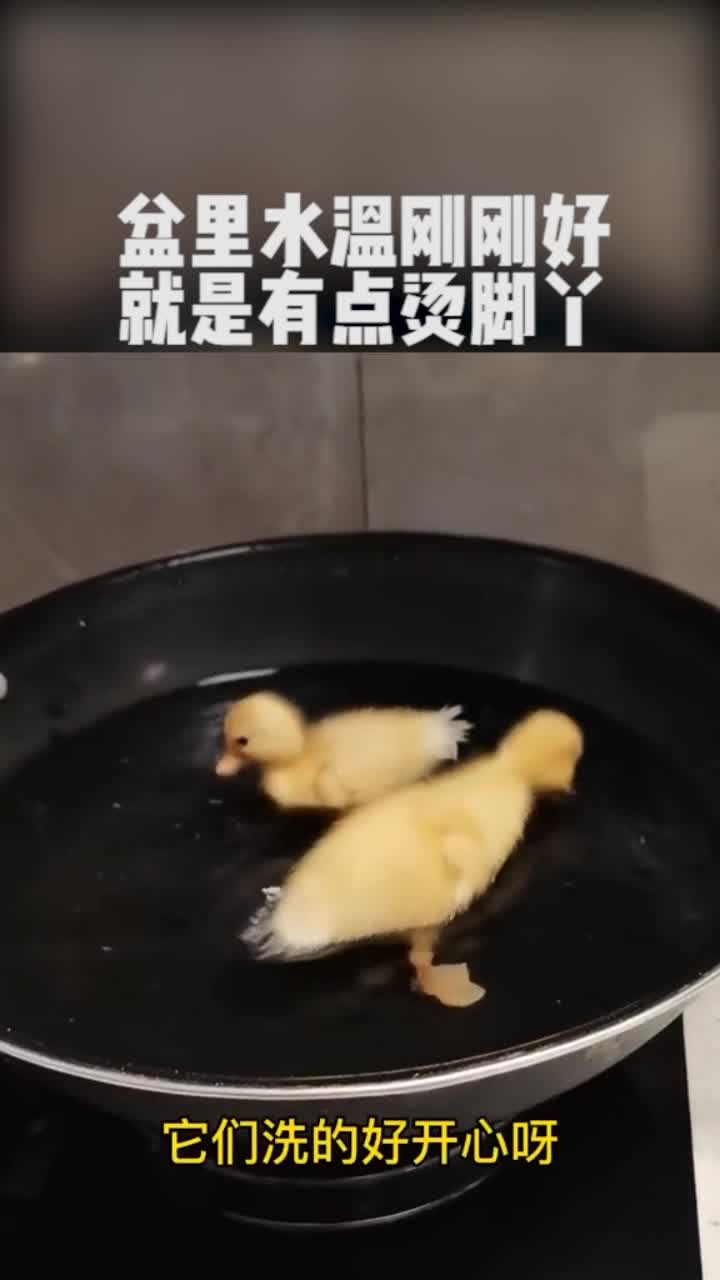 鸭子长这么大第一次用热水洗澡!