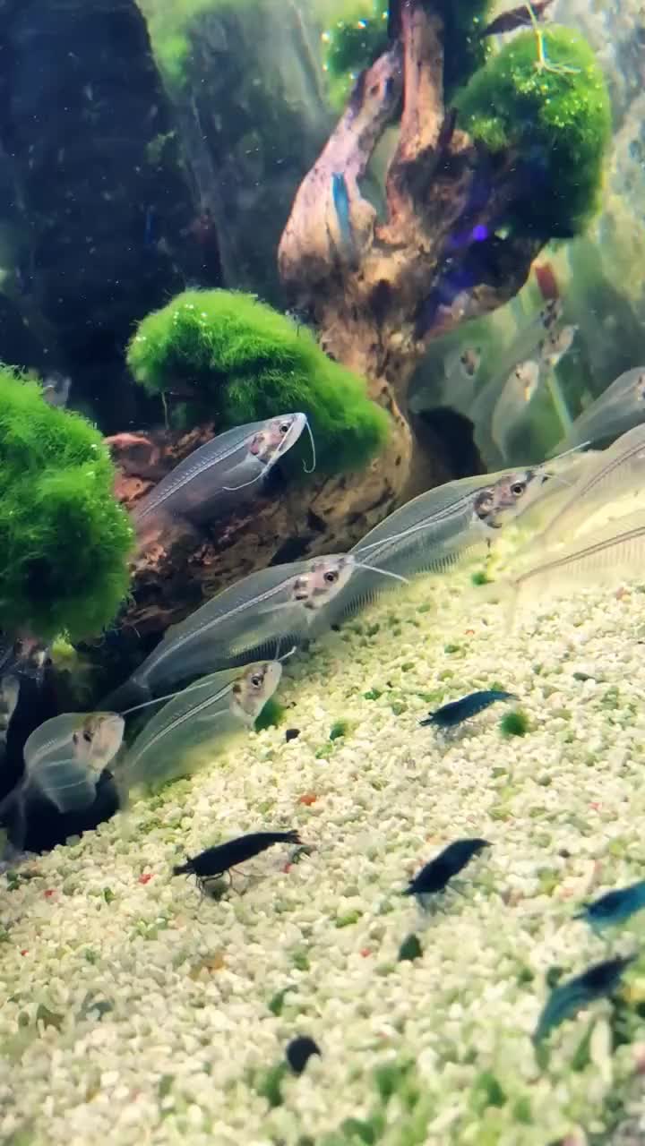 9都说鱼的记忆只有7秒我多希望我的记忆只有7年我是曾透明的颜色像极了它们…#动物世界#