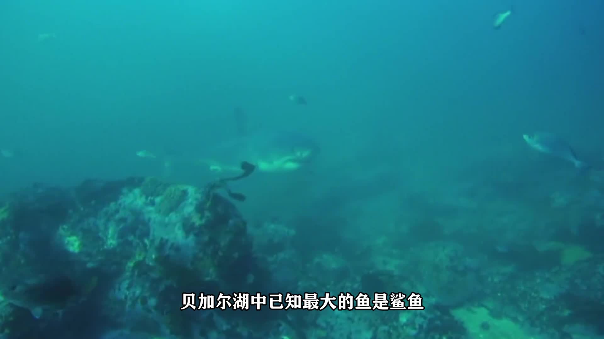 贝加尔湖中已知最大的鱼是什么