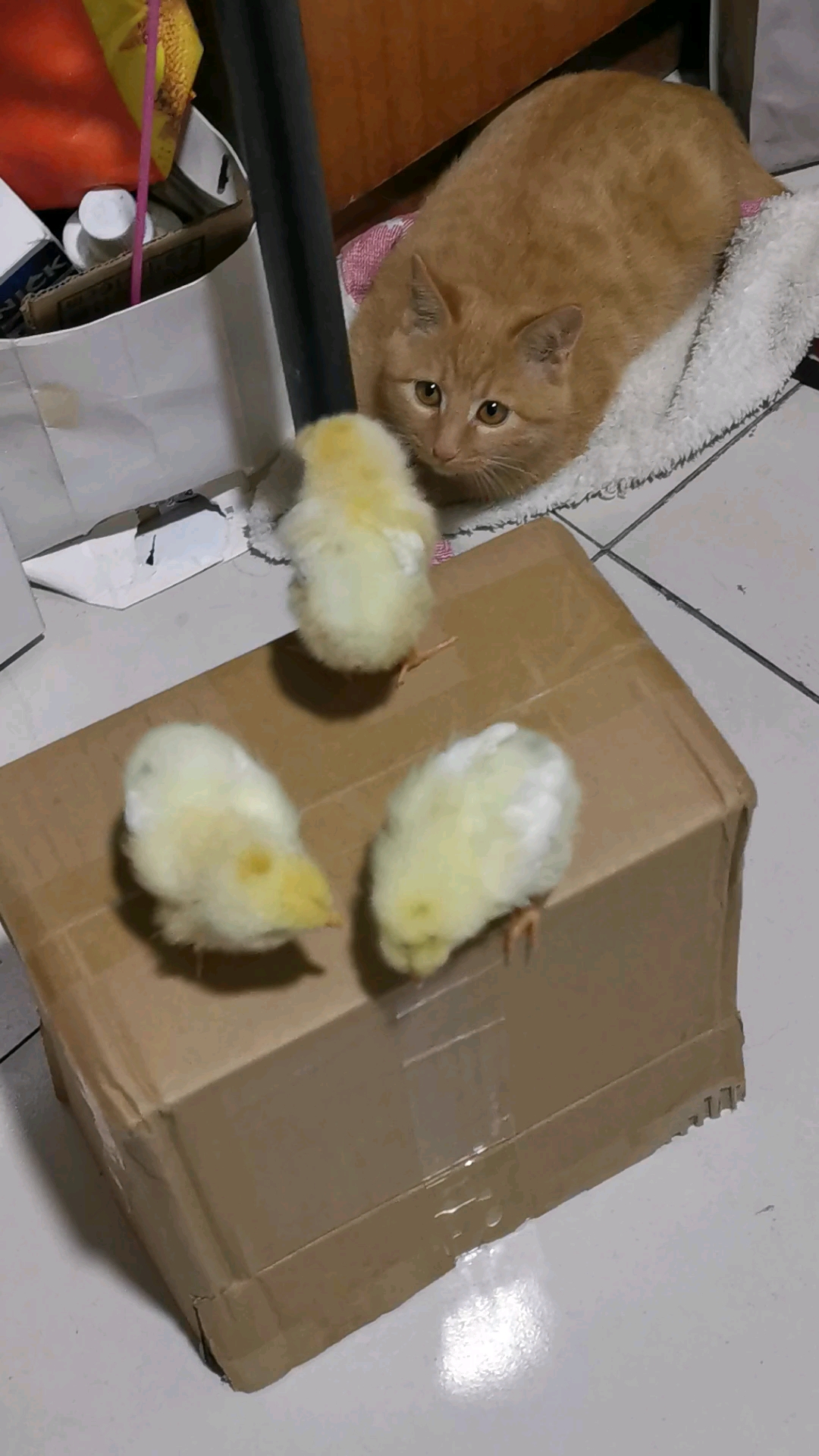 有一只小鸡宝宝站在盒子边上,猫妹正准备给它扒拉过去,结果它乖乖回到小伙伴身边了
