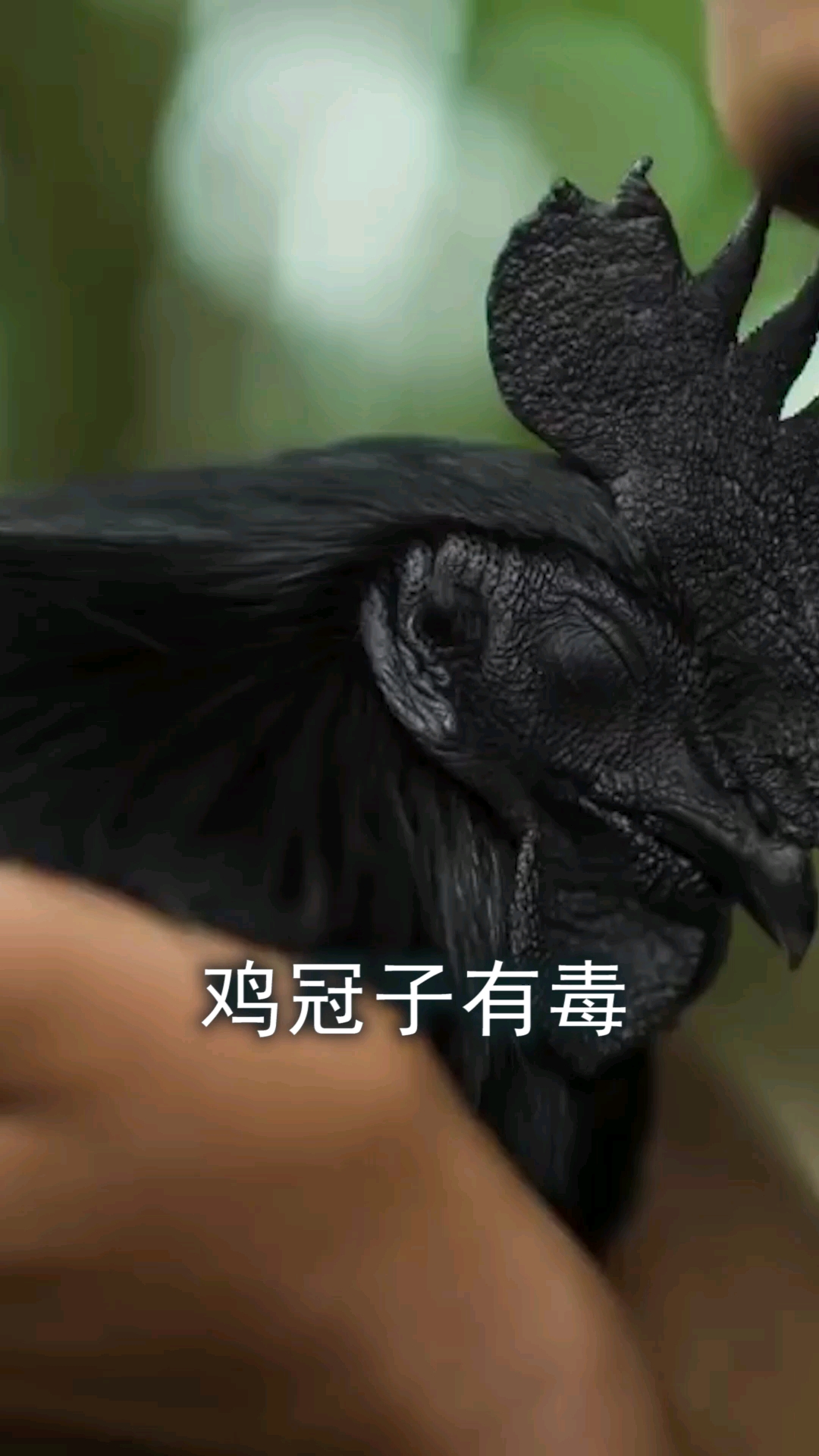 俗话说“十年鸡冠胜砒霜”是真的吗?鸡冠到底能不能吃?