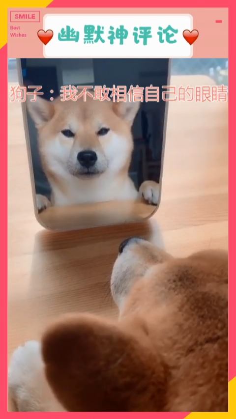 我不敢相信我竟然是一条狗...