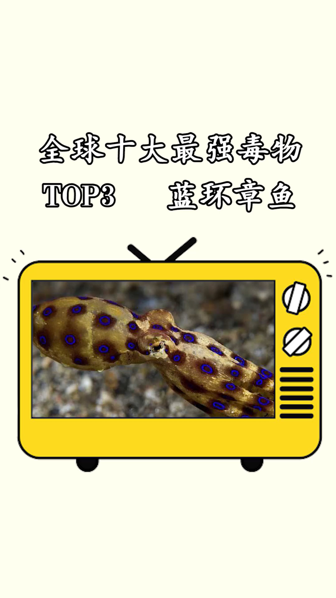 #神奇动物在这里#全球十大最强毒物排行榜TOP3蓝环章鱼
