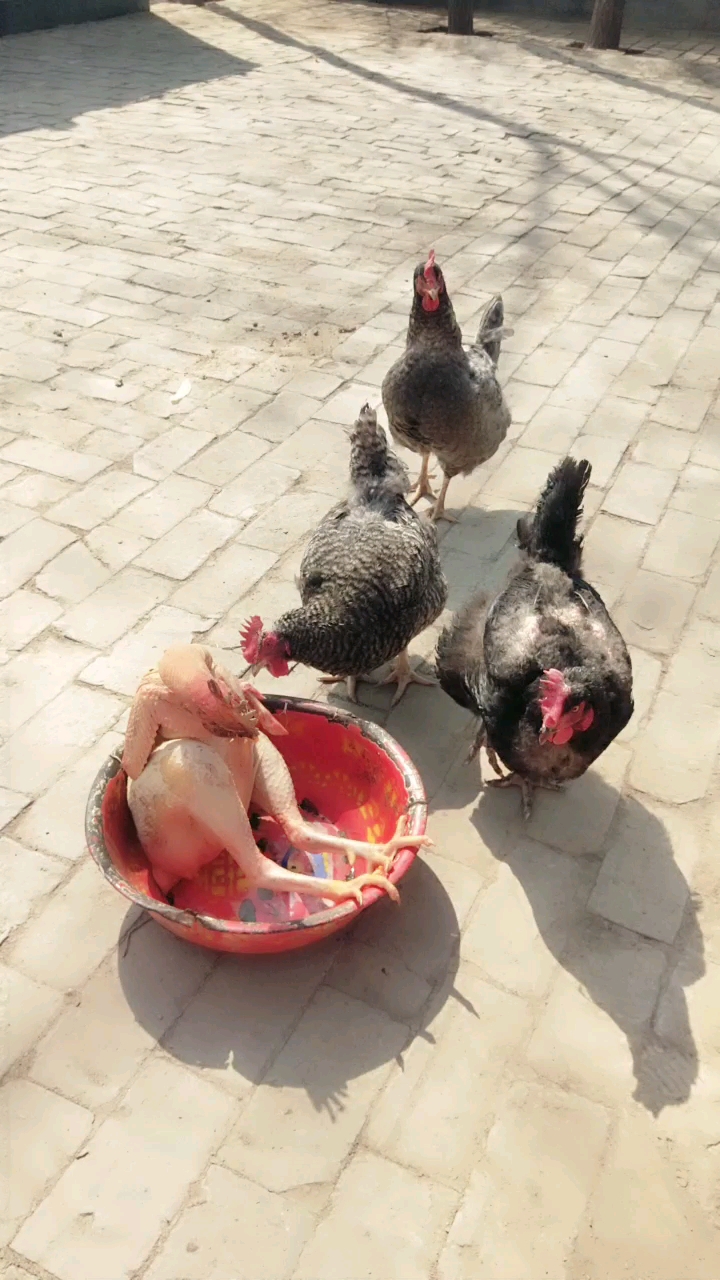 在不醒主人就把你吃掉