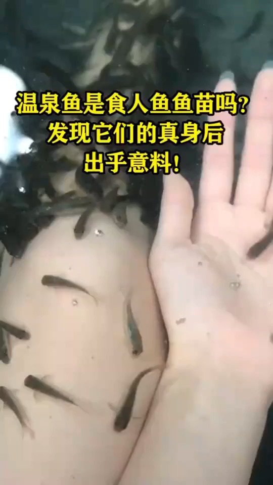温泉鱼是食人鱼鱼苗吗?发现它们的真身后,出乎意料!