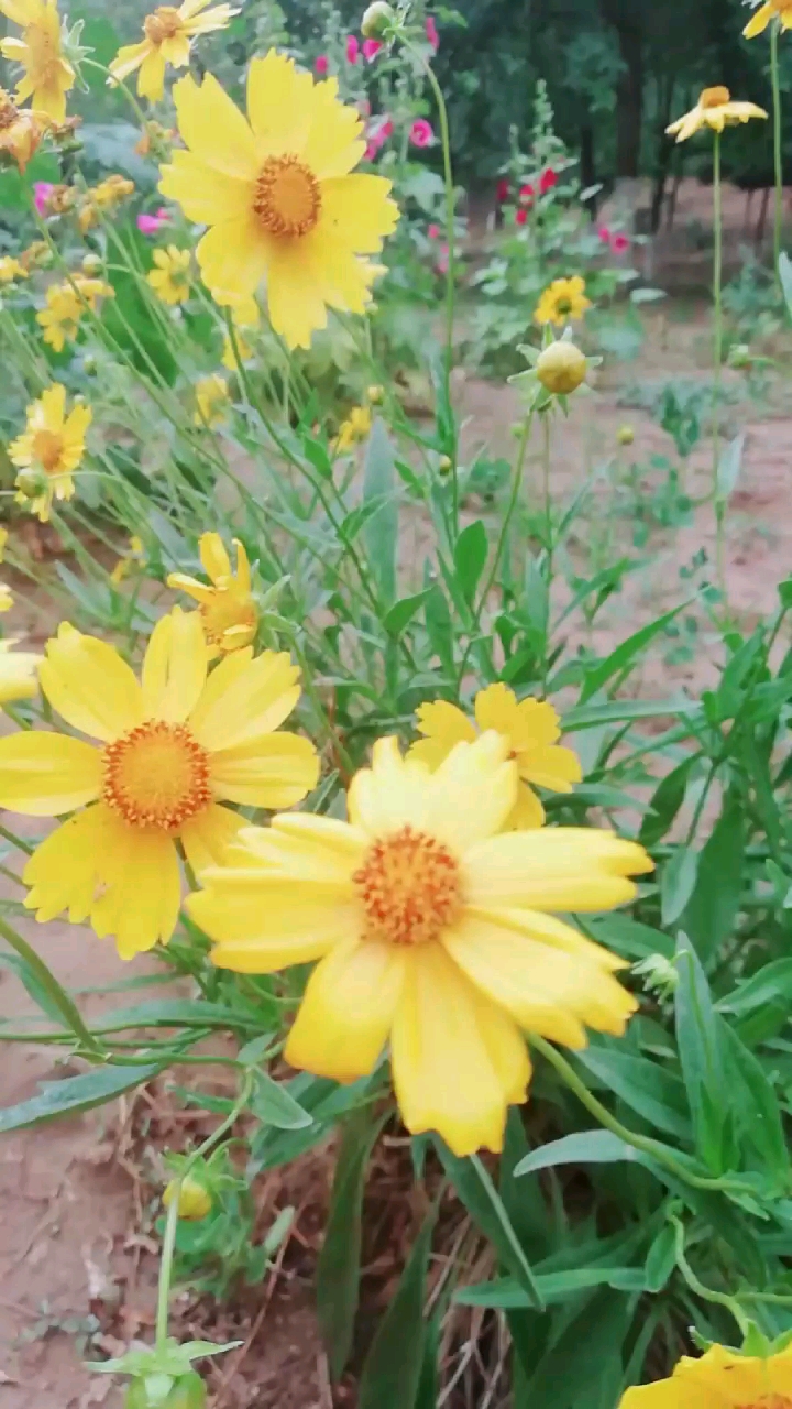 金鸡菊的花语:竞争心、上进心。