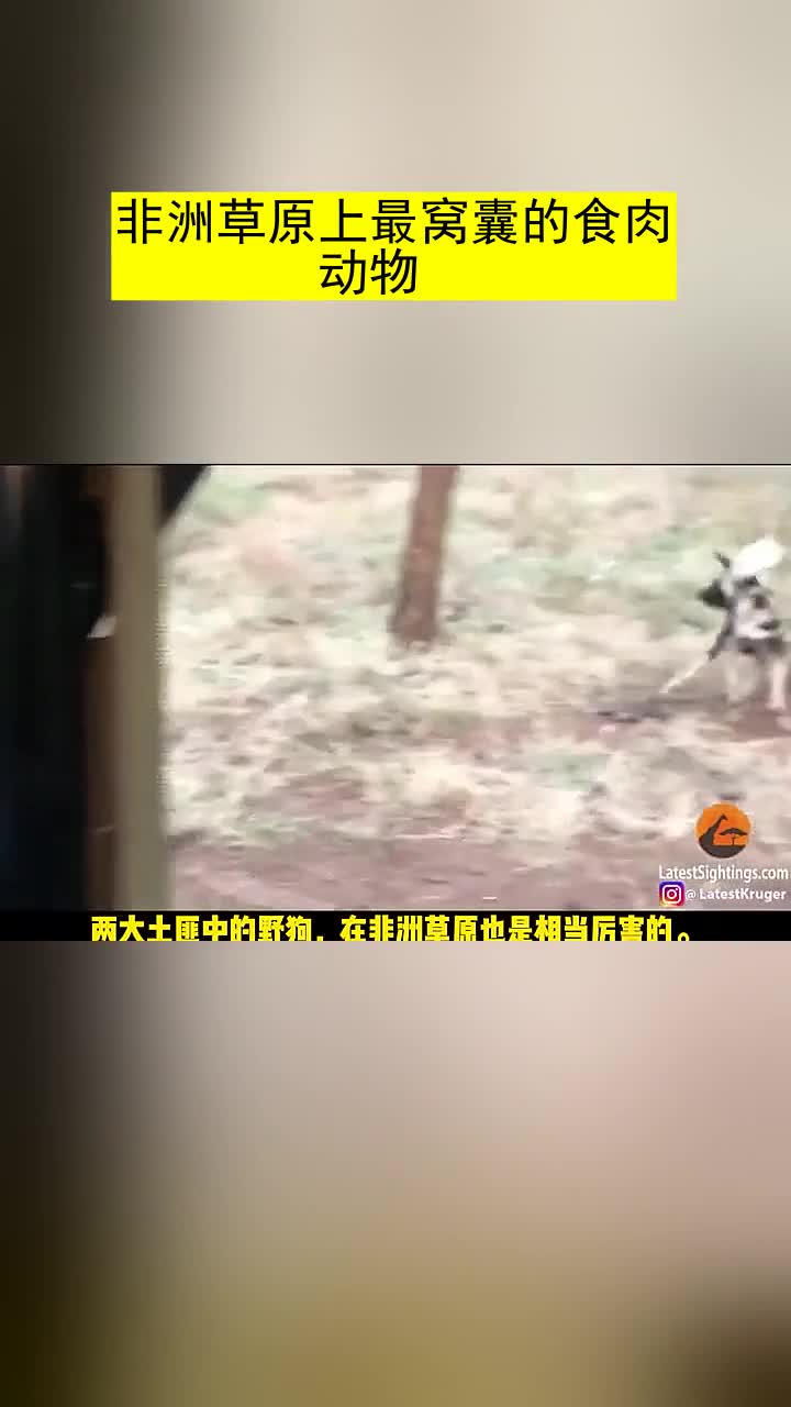 非洲草原上最窝囊的食肉动物