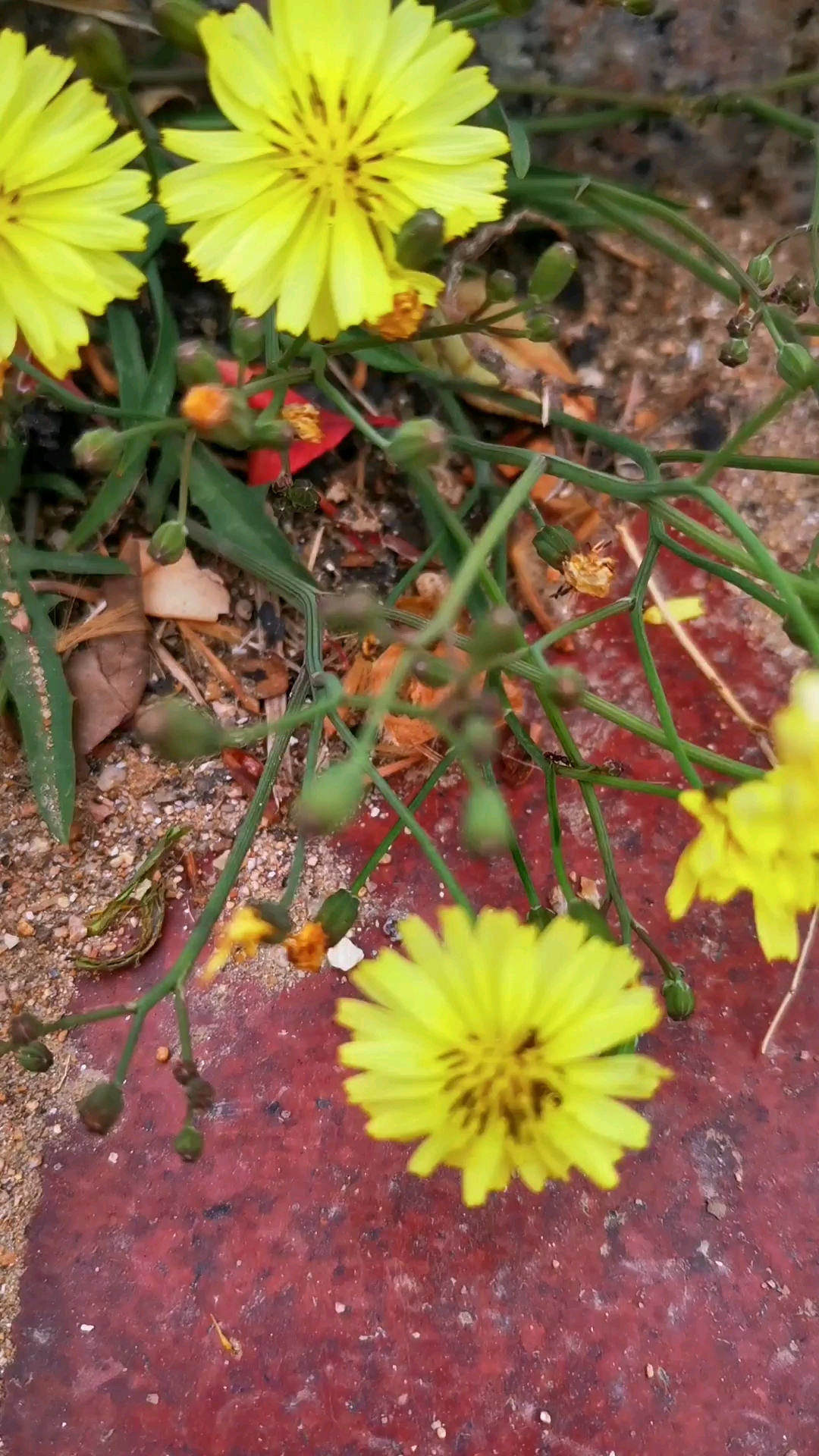 苦菜花开闪金光,让人想起了过去的时光