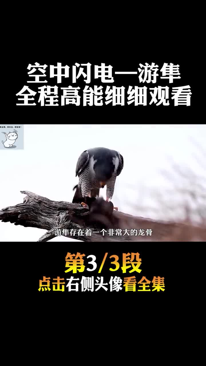 #动物世界#如此高的神速是如何做到的3