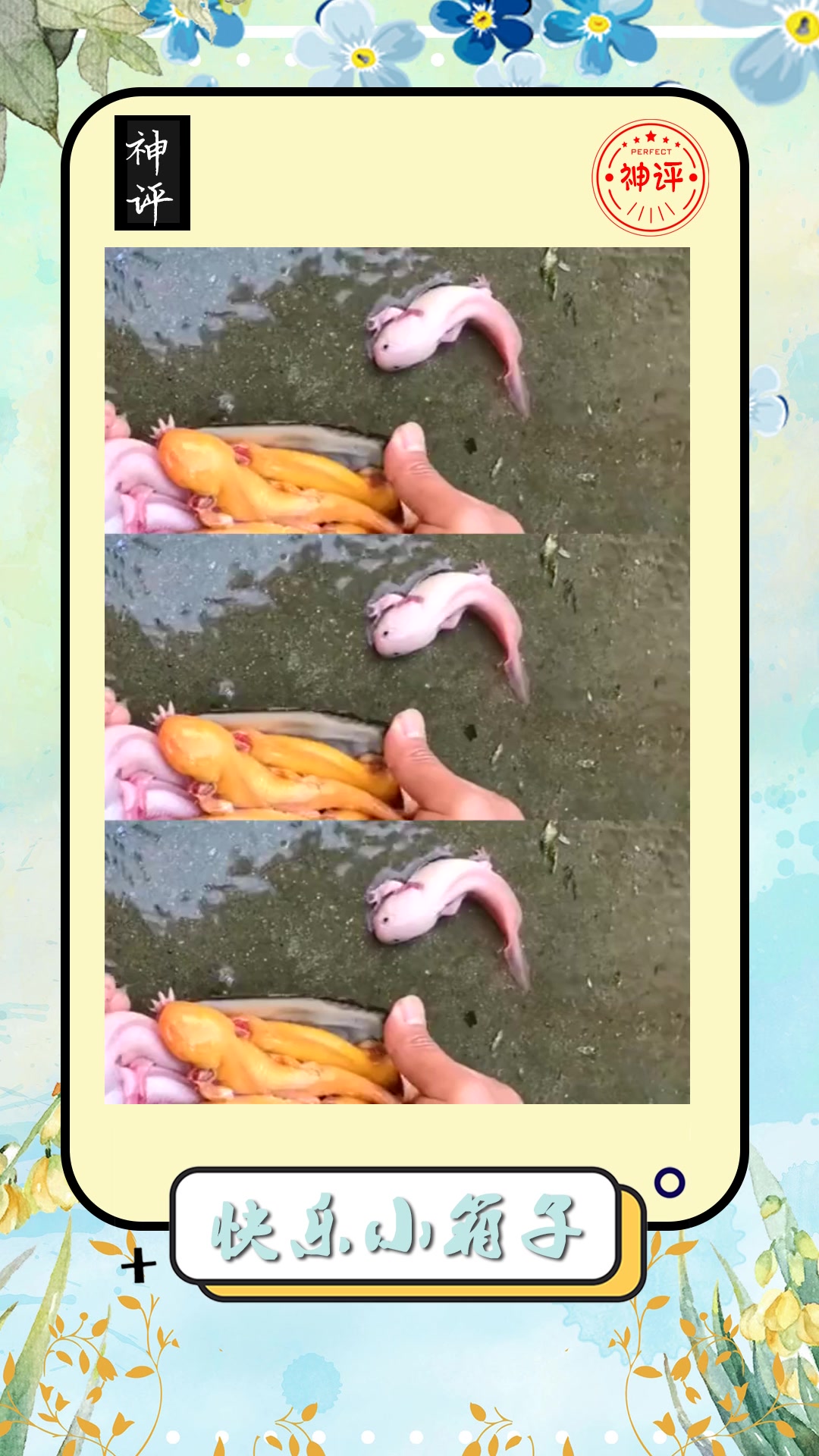 #搞笑#娃娃鱼和珍珠蚌的养殖主人开出一个粉色珍珠做成装饰品一定很美