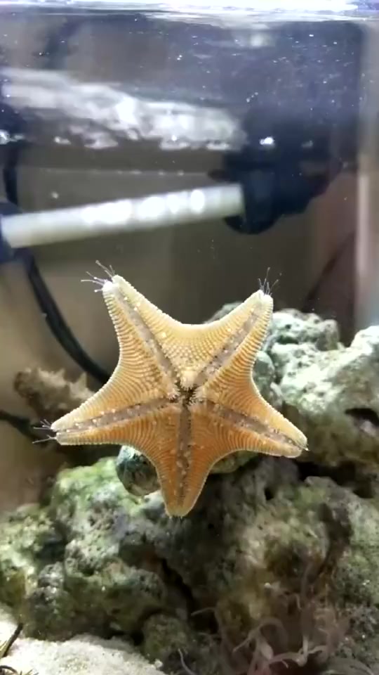 #搞笑段子#原来海星也是个吃货,你知道哪个是它的嘴吗长知识了