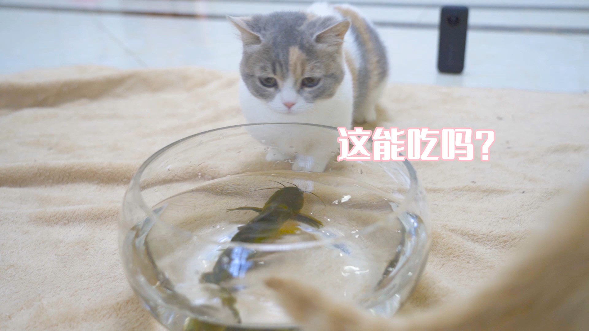 #我家萌宠成精了#猫咪第一次见活鱼，十分好奇！