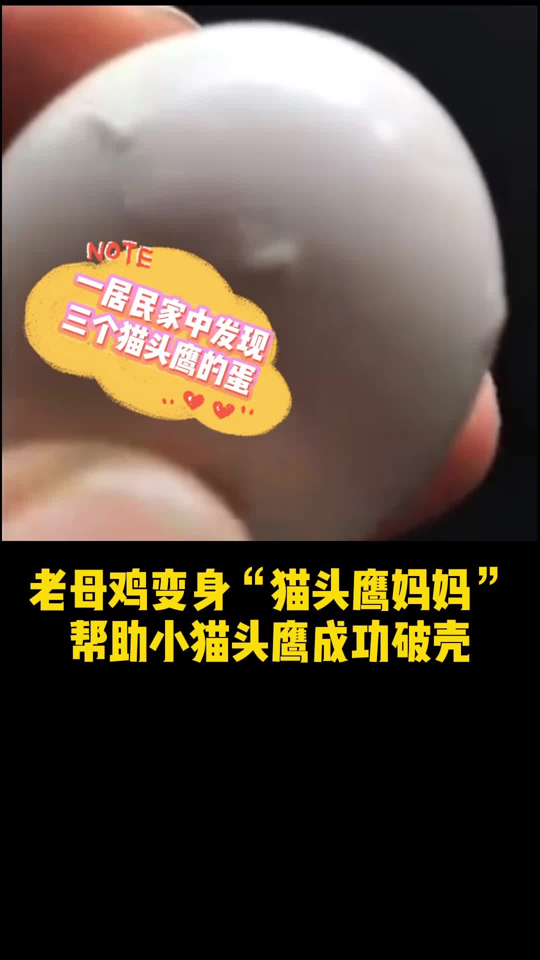 惊呆了!鸡妈妈千辛万苦孵化“小鸡”,孵出来的竟然是,